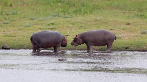 Hippos learn dominance display at pond in Kruger National Park savanna