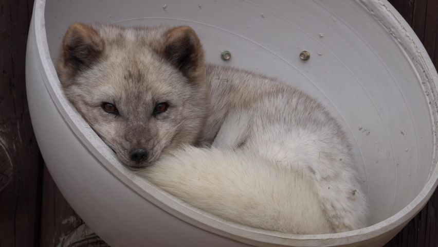 Sleepy beautiful white Arctic Fox pup relaxing - close up