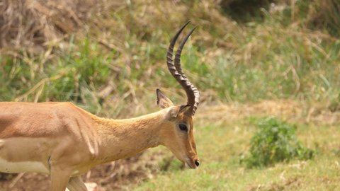 Pan right with male spiral horn Impala as it walks on African savanna