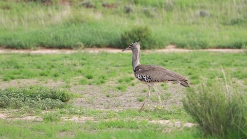 Panning shot of a Kori Bustard looking for food while walking through the green grass of the Kgalagadi Transfrontier Park.