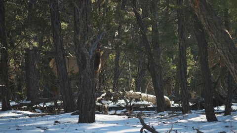 Wild Elk Seen Behind Trees Near Mather Campground. Locked Off