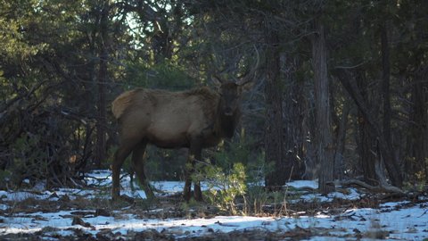 Wild Elk Seen Grazing On Partially Frozen Ground At Mather Campground. Locked Off