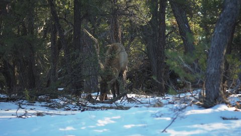 Elk Grazing On Snow Covered Ground At Mather Campground. Locked Off