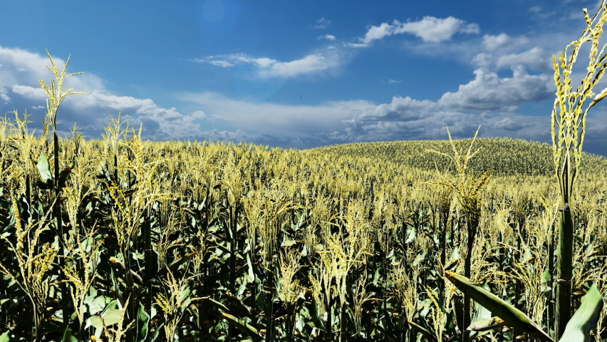Pan of corn field with blue sky in the background