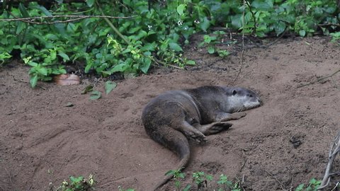 Smooth-coated Otter (Lutrogale perspicillata) Lying on the sand of tropical moist forest, Khao Yai National Park, northeastern Thailand