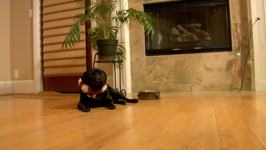 Zooming dolly shot, a Cute Black Pug Dog waiting for dinner in a Christmas