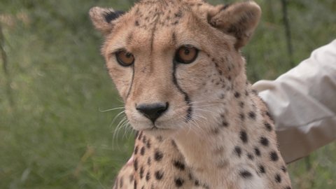 Cheetah smell and lick human hand. This cheetah was rescued and raised in a sanctuary in South Africa.
