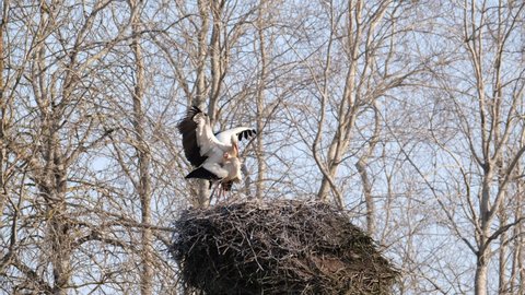 Pair of white storks (Ciconia ciconia) copulating in nest, wildlife scene