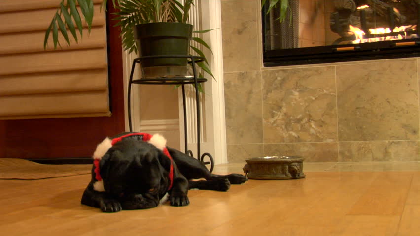 Zooming dolly shot, a Cute Black Pug Dog waiting for dinner in a Christmas