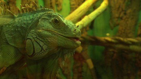 Common green iguana opened her mouth and looks around in camera