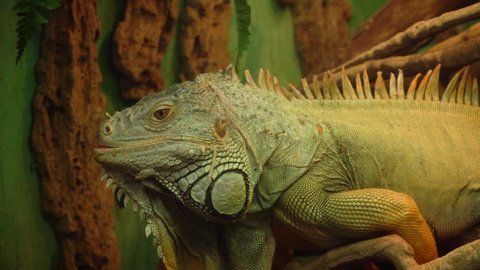 Common green iguana looks around in camera, lizard in wildworld