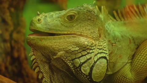 Common green iguana opened her mouth and looks around in the jungle