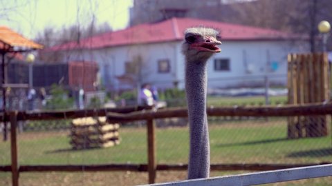 Close-up of an ostrich head, an ostrich turns its head with a large beak