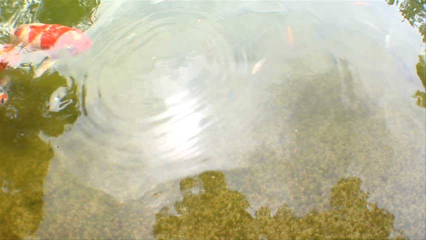 slow motion shot of a koi pond.  Several fish splash around and surface to eat