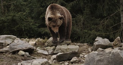 Cute Carpathian grizzly sitting on cliff top in the woods. Funny animal brown bear with tongue out roaring waiting food at sunset.