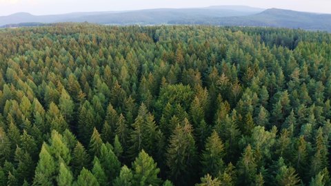 drone flight over forest in Saxon Switzerland during sunset