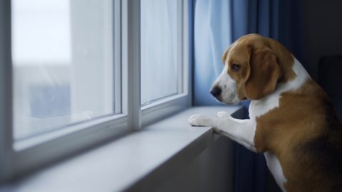 Adorable upset red and white beagle dog looks out of large window with blue curtain waiting for owner return home in semi-dark room close view