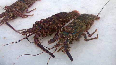Omar Lobster Crayfish In Aquarium Stock Footage Video 100 Royalty Free 15067843 Shutterstock Omar Lobster Crayfish In Aquarium Stock Footage Video 100 Royalty Free 15067843 Shutterstock