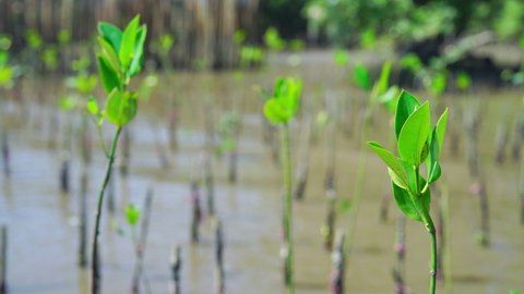 Green young plant Mangrove Tree of Mangrove Forest, Mangrove planting activities at tropical mangrove forest in tropical wetland area.