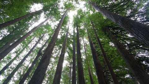 Pov walk looking up at redwood trees during light rain in Australia