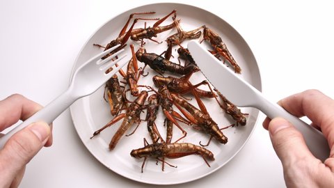 Fried grasshoppers on the plate. Insects are foods that are high in protein.