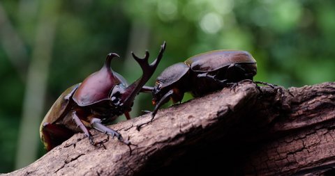 Video of male and female beetles. 
Japanese Rhinoceros Beetle.
