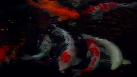 Golden fish or koi carp fish swiming in water of pond, color water animals in underwater pool, beautiful colorful carp fish for pet in relaxing time of people, top view close up video 