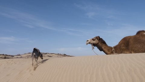 Camel snapping at a dog, funny animal video. Sloughi dogs (Arabian greyhound, North African greyhound) close to a camel (dromedary) on a sand dune, Essaouira, Morocco. Slow-motion.
