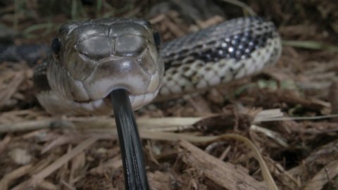 Black rat snake attacking lens close up macro in the forest