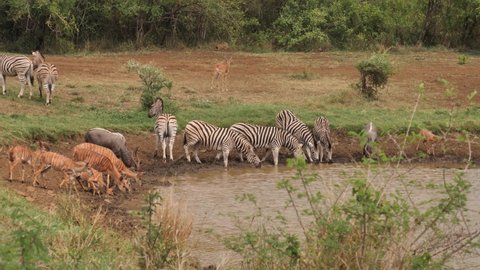 Impala watches as Zebra and Nyala get startled at African water hole