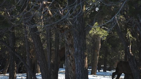 Wild Elk Viewed Behind Trees Near Mather Campground. Locked Off