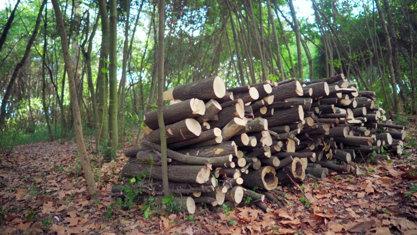 Wood logs stacked in a green forest, autumn brown leaves on the ground