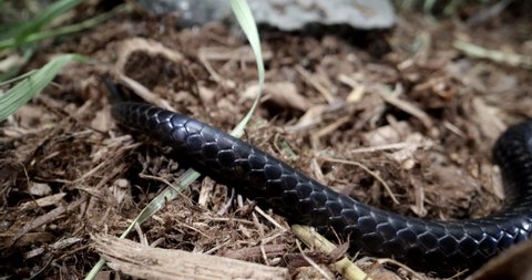 Black rat snake slithering through the forest floor