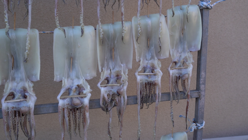 drying squids near the sea in the windy day