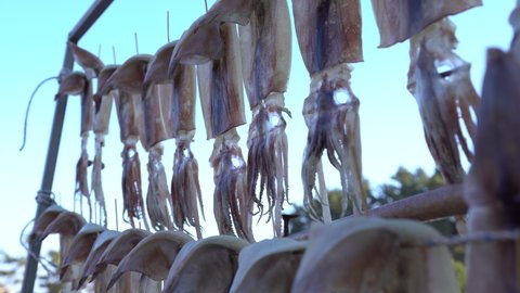 drying squids near the sea in the windy day