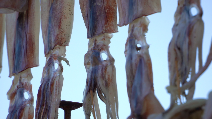 drying squids near the sea in the windy day