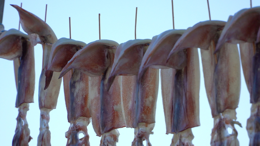 drying squids near the sea in the windy day