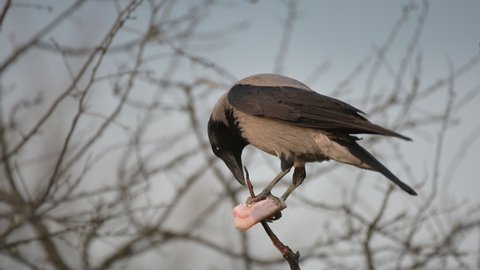 Birds Hooded Crow Corvus cornix, eats lard