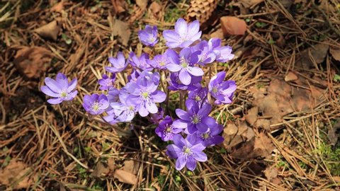 Blue flowers Liverwort Hepatica in the forest on a sunny day in spring