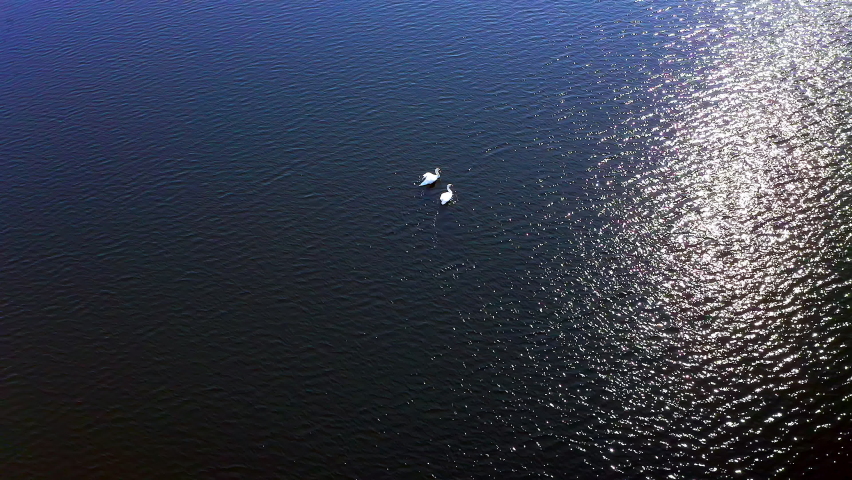 Beautiful Aerial View of Swans on Lake, paralax movement | Shutterstock HD Video #1071059599