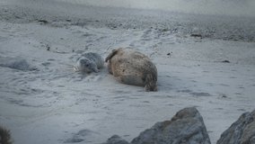 Harbor seal pup is awake and alert while mommy is exhausted and taking a nap.
