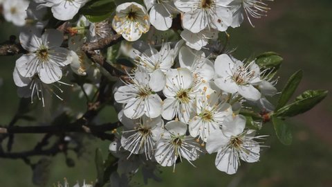 Closeup of Blackthorn Blossom, Prunus spinosa. Spring. UK