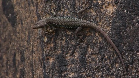 Wall lizard with brownish scales on dark stone background full body, close up