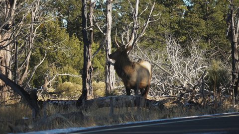 Wild Elk Beside Road While Traffic Goes Past Near Mather Campground, USA. Locked Off