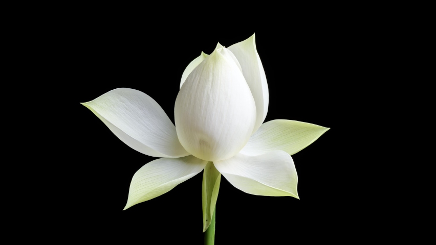 4K time Lapse footage of blooming white lotus flower from bud to full blossom then back to bud isolated on black background, close up b roll shot side view. Royalty-Free Stock Footage #1071068314