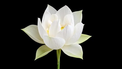 4K time Lapse footage of blooming white lotus flower from bud to full blossom then back to bud isolated on black background, close up b roll shot side view.