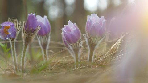 Beautiful wild purple flowers in forest, Pulsatilla patens pasque flower or prairie crocus with water drops on the petals. Pulsatilla patens is a species of flowering plant in family Ranunculaceae