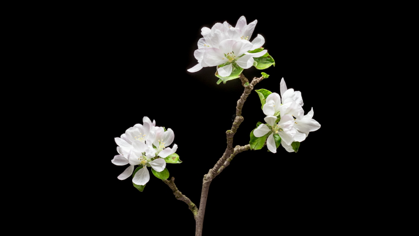 4K Time Lapse of flowering white Apple flowers on black background. Spring timelapse of opening beautiful flowers on branches Apple tree. Royalty-Free Stock Footage #1071069538