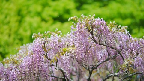 Fresh green trees and wisteria flowers in full bloom.