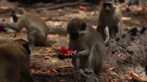 A juvenile green monkey sitting on a rock picking up  a green and pink slice of fresh watermelon. Soft-focus, adult monkeys in the background eating their lunch. Barbados Wildlife Reserve, Caribbean.